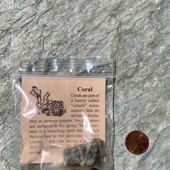 Fossilized Branching Sea Coral Fossil Specimen Mississippian Period with ID Card - Picture 4 of 5